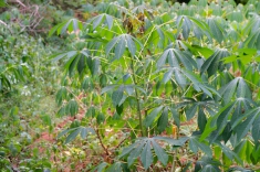 cache/Bildergalerien//Afrika/Pflanzen/Maniok-1g_Manihot-esculenta.jpg